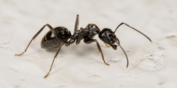 an ant