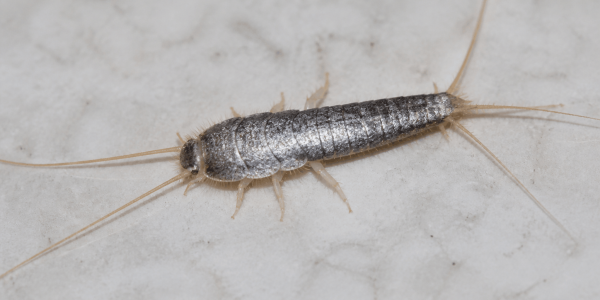 a silverfish