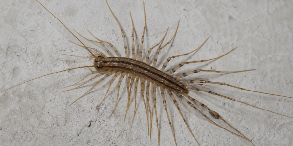 a house centipede