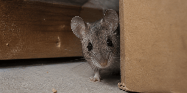 a mouse behind a box