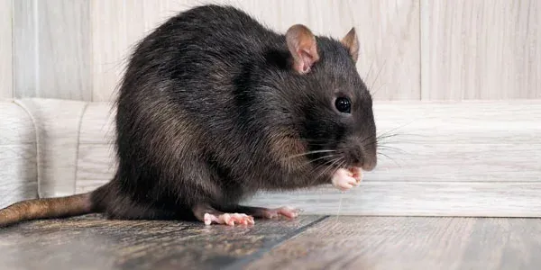 mouse in a house