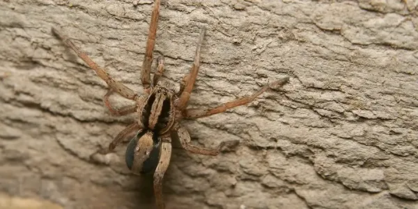a wold spider