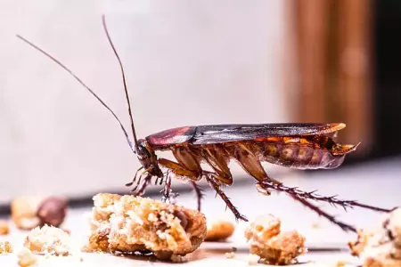 cockroach-eating