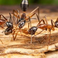 carpenter ants