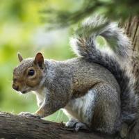 a squirrel in a tree