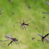 mosquitoes flying around