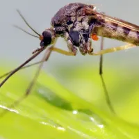 a mosquito on a leaf