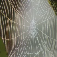 a spider web