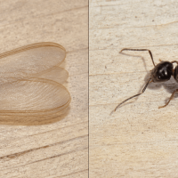 a picture showing a termite swarmer and a flying ant