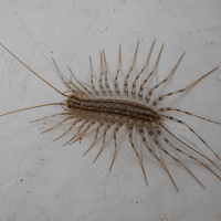 a house centipede