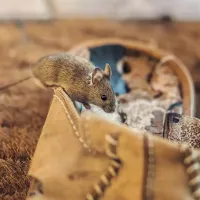 house-mouse