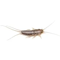 a silverfish close up