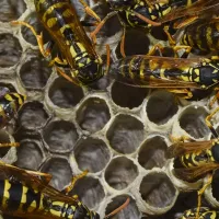 wasps-hero_copy