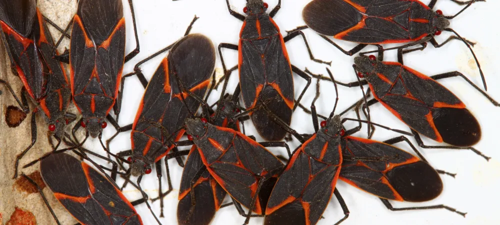 Cluster of boxelder bugs with a white background.