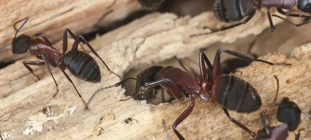 carpenter-ants