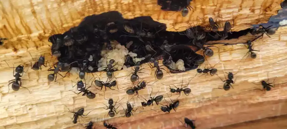 arpenter_ants