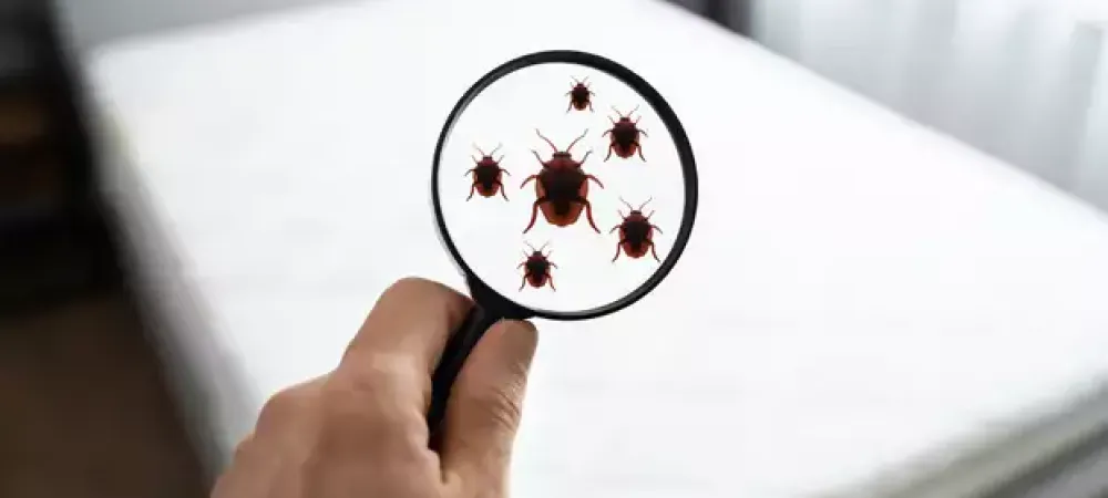 bed-bug-search