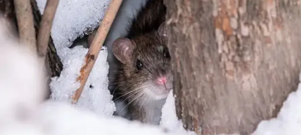 mouse-in-snow
