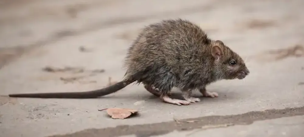 roof-rats