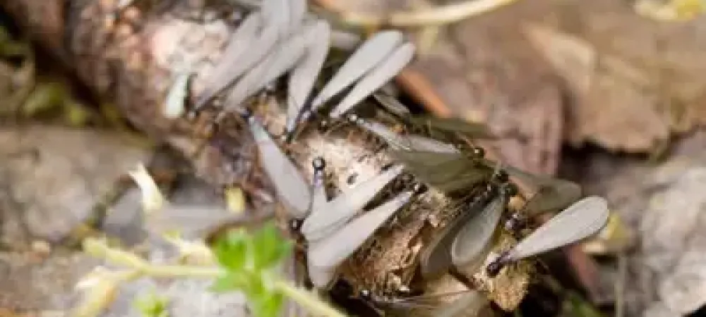 winged-termites